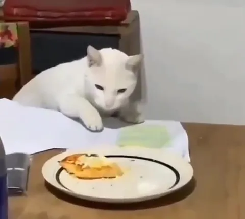 Кот не дождался угощения