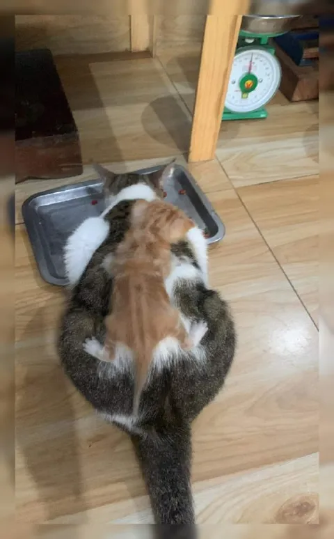 Котёнок едет на коте