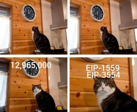 Cat Watches Ethereum Fees Rise