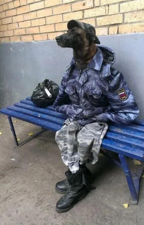 Собака на военной службе