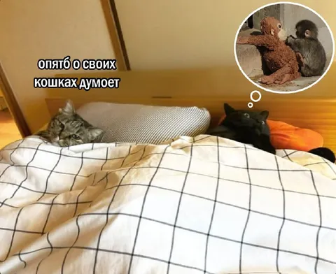 Кот снова думает о кошках