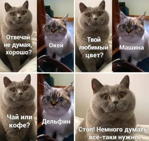 Кот слишком долго думает