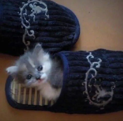 Котёнок в вязаных тапочках
