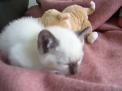 Котёнок обнимает игрушку