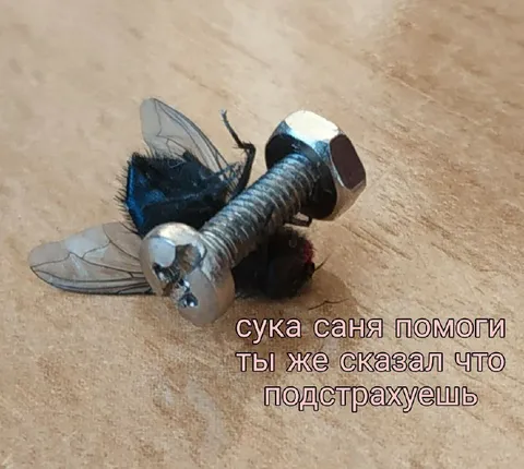 Муха попала под молоток