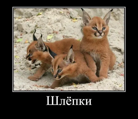 Шлёпки с ушками