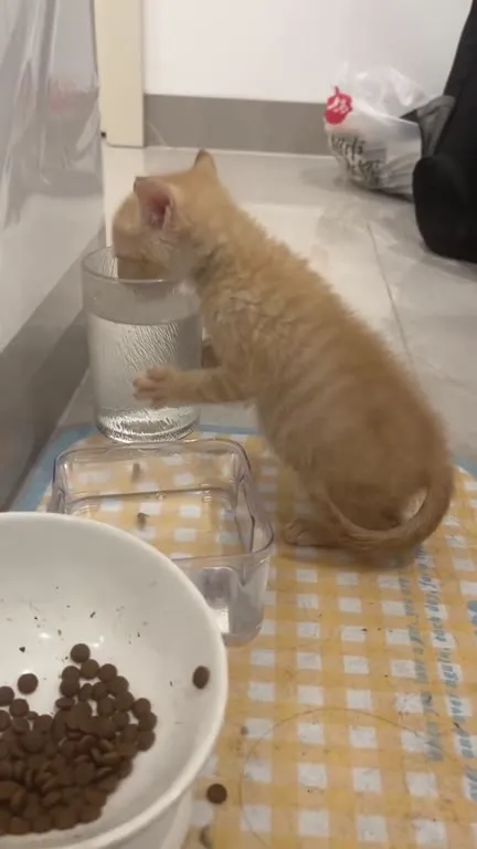 Котёнок пьёт из стакана