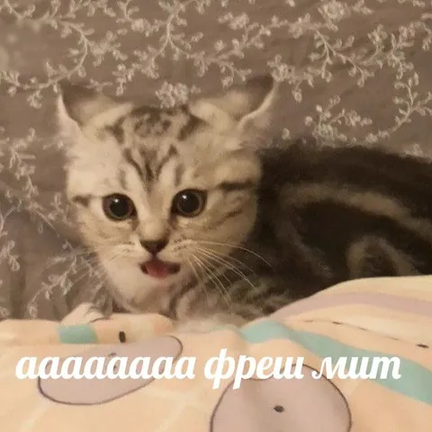 Кот кричит «фреш мип»