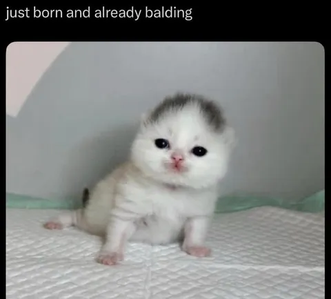 Newborn Kitten Already Balding