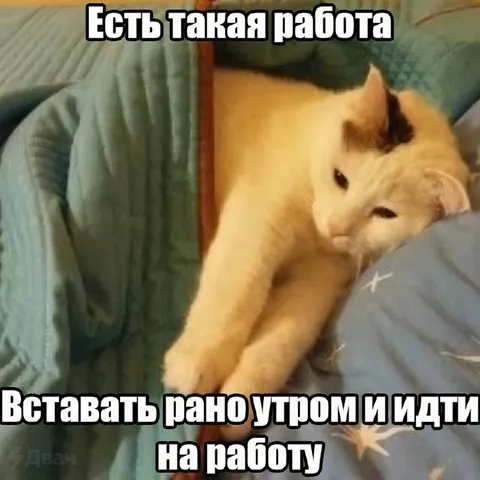 Кот не хочет на работу