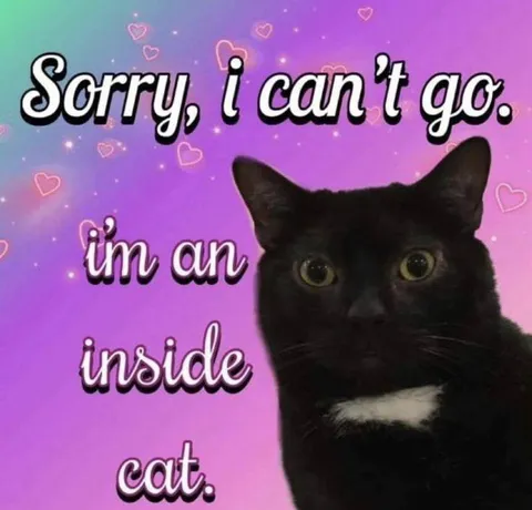Sorry I Can't Go Inside Cat