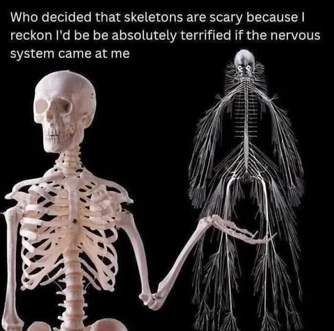 Skeleton Meets Nervous System