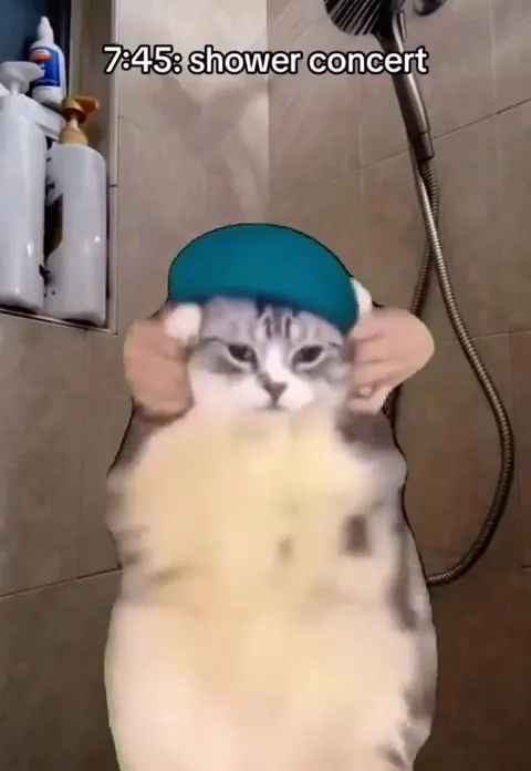 A Cat's Chaotic Workday