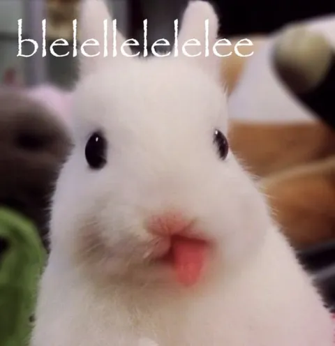 Blelelele Bunny