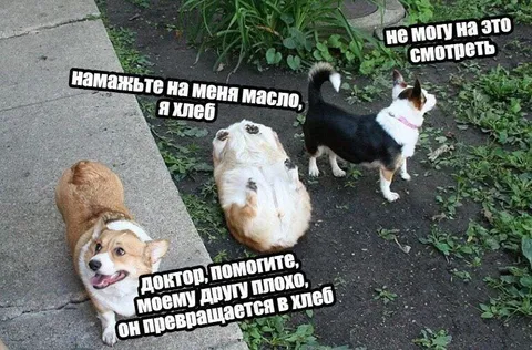 Собака превращается в хлеб