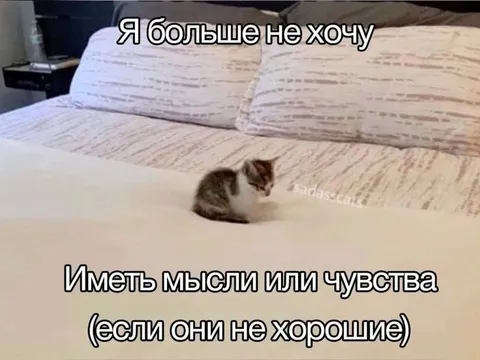 Кот больше не хочет чувствовать