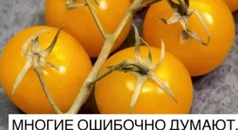 Многие ошибочно думают