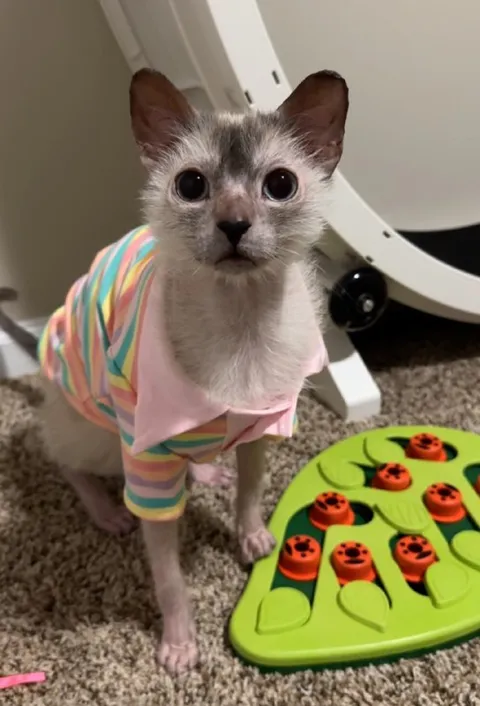 Cutie Patootie Kitten