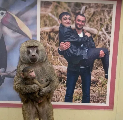 Бабуин повторяет фотографию