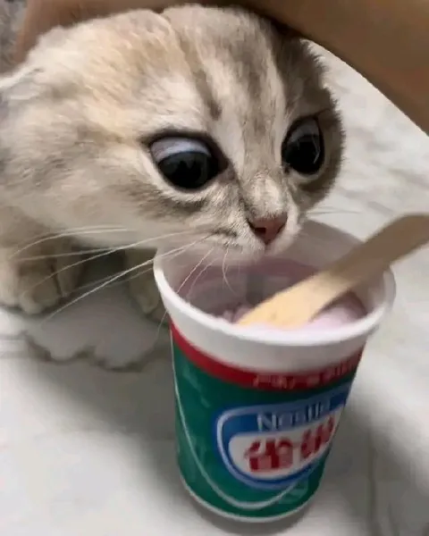 Кот хочет йогурт