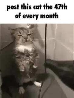 The 47th Cat of Every Month
