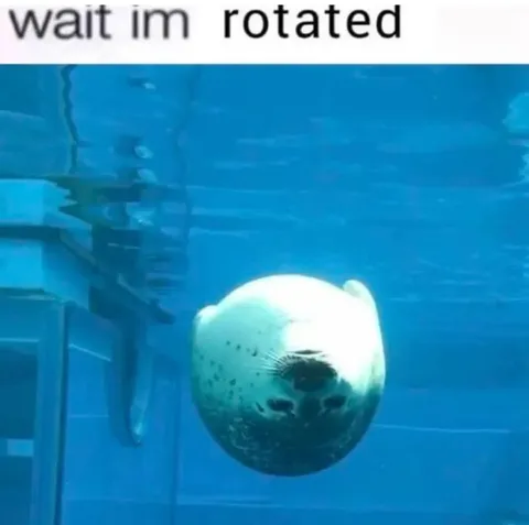 Wait, I'm Rotated Seal