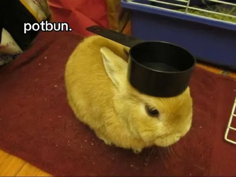 Rabbit Wearing a Pot