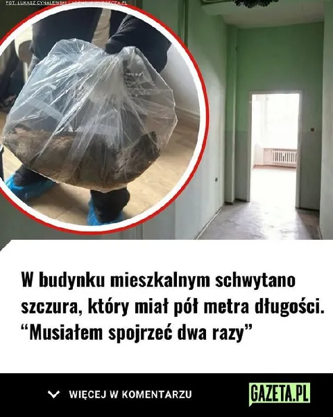 Ogromny szczur w budynku mieszkalnym
