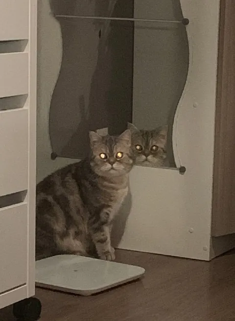 Кот смотрит на своё отражение