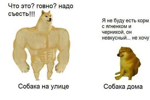 Собака на улице и дома
