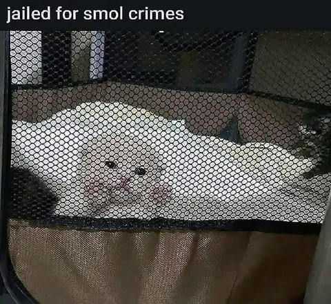 Cat Jailed for Smol Crimes