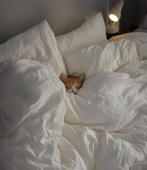 Котик уютно спрятался в постели