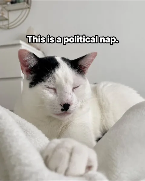 This Is a Political Nap