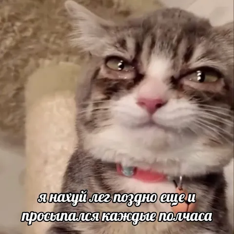 Кот не выспался за ночь