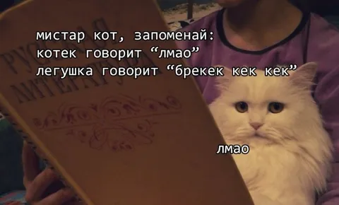 Мистар кот и лягушка
