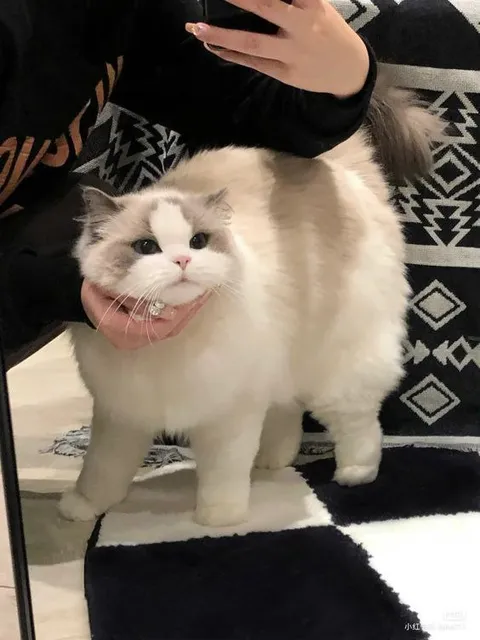 Котик с недовольным лицом
