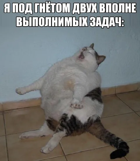Кот под гнётом задач