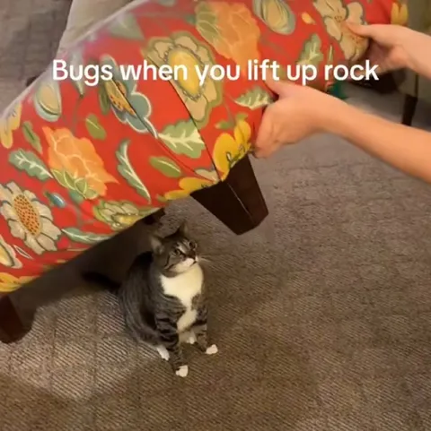 Bugs When You Lift Rock