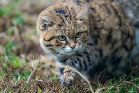 Суровый взгляд дикого кота