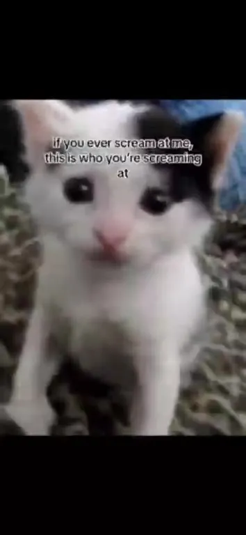 The Cat You’re Screaming At