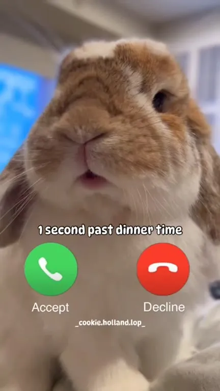 Rabbit Misses Dinner Call
