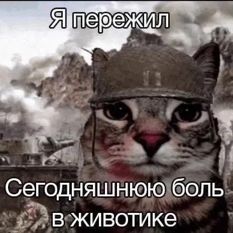 Кот пережил боль в животике