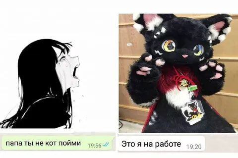 Это я на работе котом