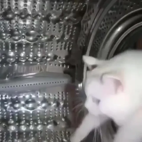 Кот танцует в стиральной машине