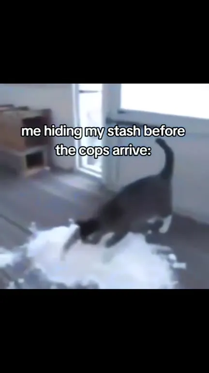Cat Hiding the Stash