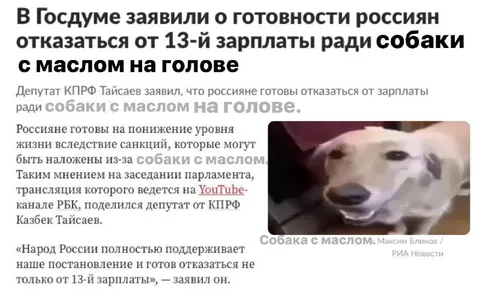 Собака с маслом на голове