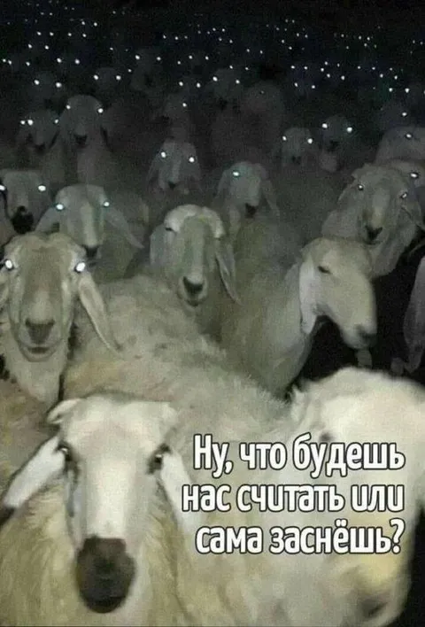Счёт овец перед сном