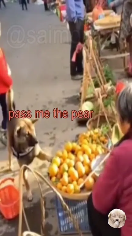 Dog Steals a Pear
