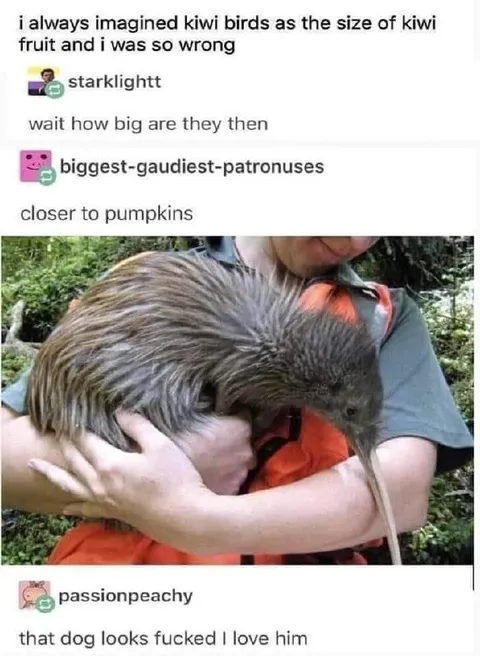 Kiwi Bird Size Misconception