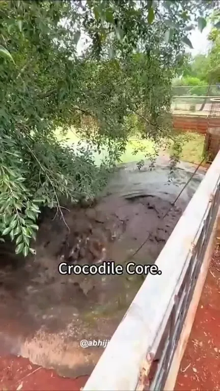 Crocodile Core Compilation